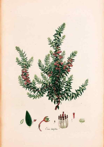 Reproducción/Reproduction 40874052773: Coloured engravings of heaths :. London :Published by the Author. Printed by T. Bensley,1802-09 [1830?]. 