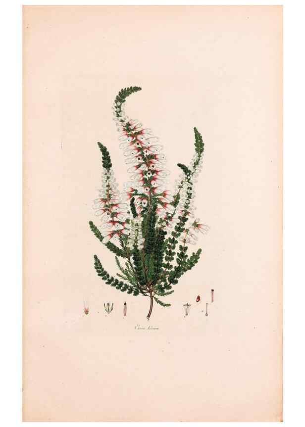 Reproducción/Reproduction 47051222374: Coloured engravings of heaths :. London :Published by the Author. Printed by T. Bensley,1802-09 [1830?]. 