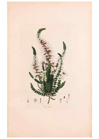 Reproducción/Reproduction 47051222374: Coloured engravings of heaths :. London :Published by the Author. Printed by T. Bensley,1802-09 [1830?]. 
