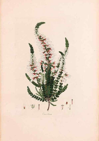 Reproducción/Reproduction 47051222374: Coloured engravings of heaths :. London :Published by the Author. Printed by T. Bensley,1802-09 [1830?]. 