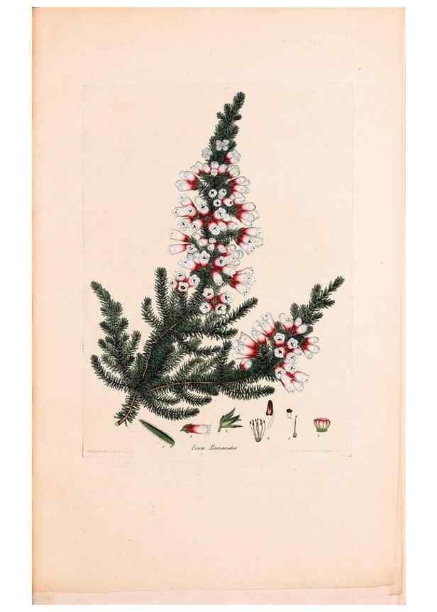 Reproducción/Reproduction 47051222844: Coloured engravings of heaths :. London :Published by the Author. Printed by T. Bensley,1802-09 [1830?]. 