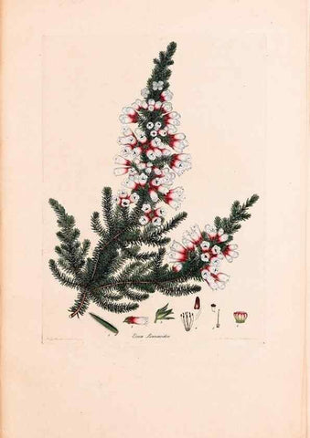 Reproducción/Reproduction 47051222844: Coloured engravings of heaths :. London :Published by the Author. Printed by T. Bensley,1802-09 [1830?]. 