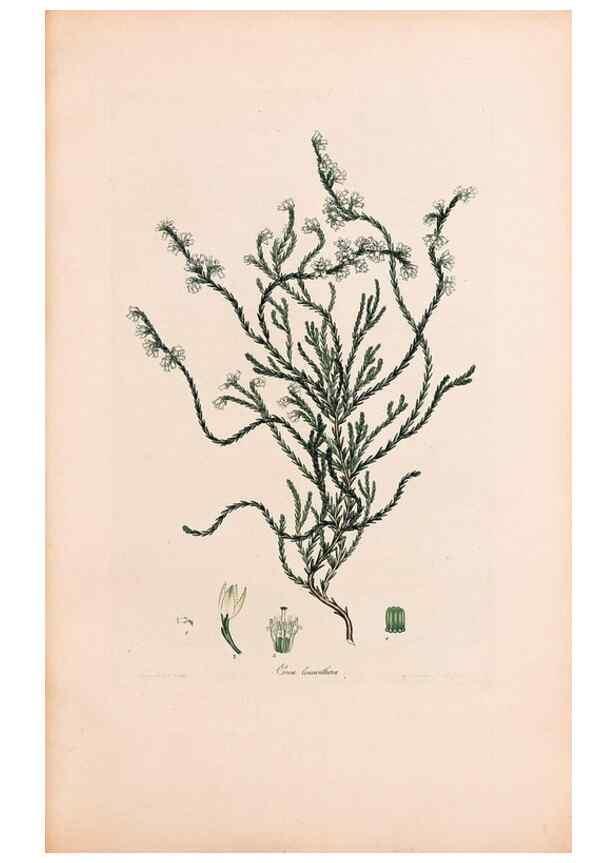 Reproducción/Reproduction 46924462705: Coloured engravings of heaths :. London :Published by the Author. Printed by T. Bensley,1802-09 [1830?]. 
