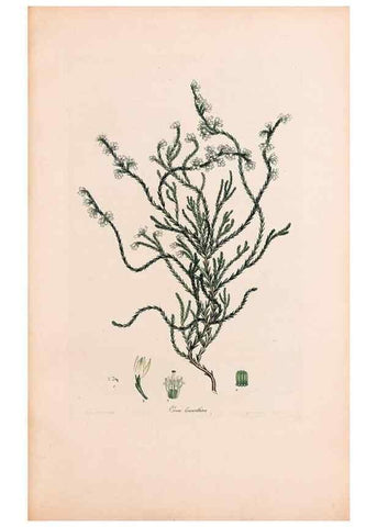 Reproducción/Reproduction 46924462705: Coloured engravings of heaths :. London :Published by the Author. Printed by T. Bensley,1802-09 [1830?]. 