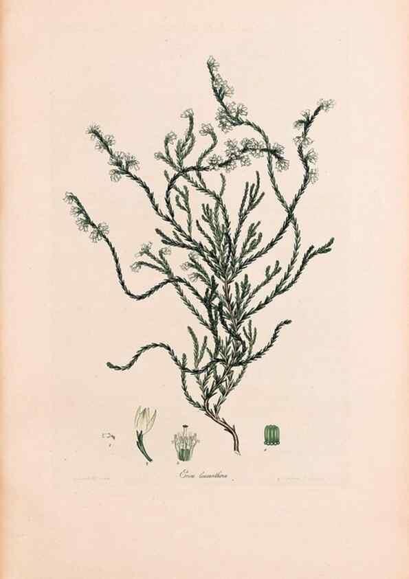 Reproducción/Reproduction 46924462705: Coloured engravings of heaths :. London :Published by the Author. Printed by T. Bensley,1802-09 [1830?]. 