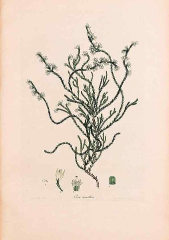 Reproducción/Reproduction 46924462705: Coloured engravings of heaths :. London :Published by the Author. Printed by T. Bensley,1802-09 [1830?]. 