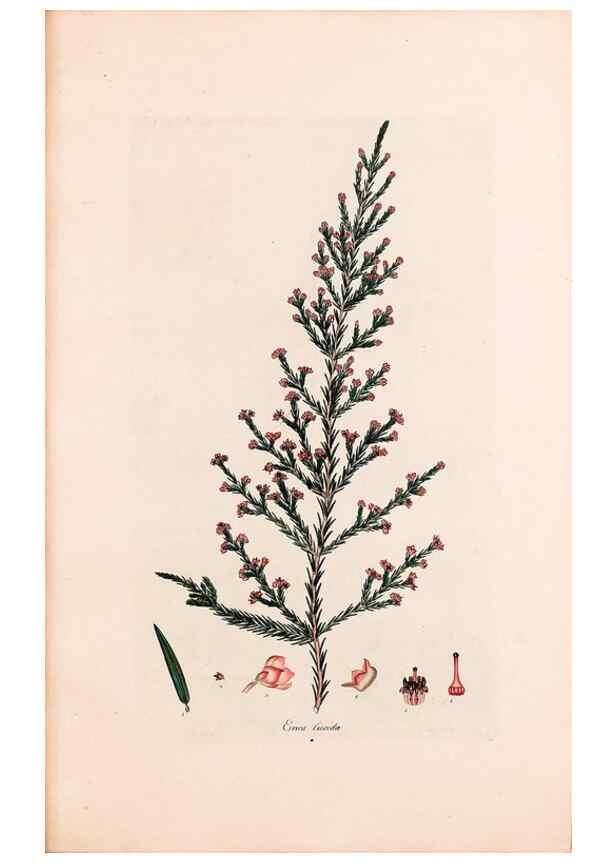 Reproducción/Reproduction 46924463235: Coloured engravings of heaths :. London :Published by the Author. Printed by T. Bensley,1802-09 [1830?]. 