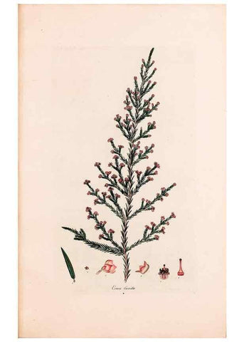 Reproducción/Reproduction 46924463235: Coloured engravings of heaths :. London :Published by the Author. Printed by T. Bensley,1802-09 [1830?]. 