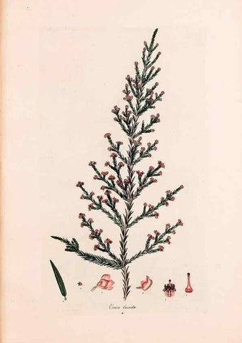 Reproducción/Reproduction 46924463235: Coloured engravings of heaths :. London :Published by the Author. Printed by T. Bensley,1802-09 [1830?]. 