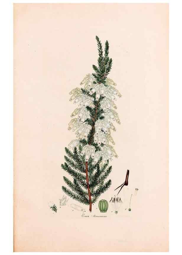 Reproducción/Reproduction 33963443058: Coloured engravings of heaths :. London :Published by the Author. Printed by T. Bensley,1802-09 [1830?]. 