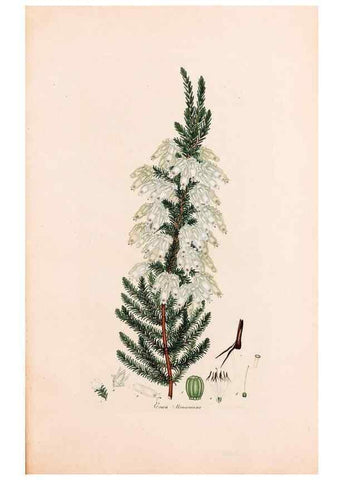 Reproducción/Reproduction 33963443058: Coloured engravings of heaths :. London :Published by the Author. Printed by T. Bensley,1802-09 [1830?]. 