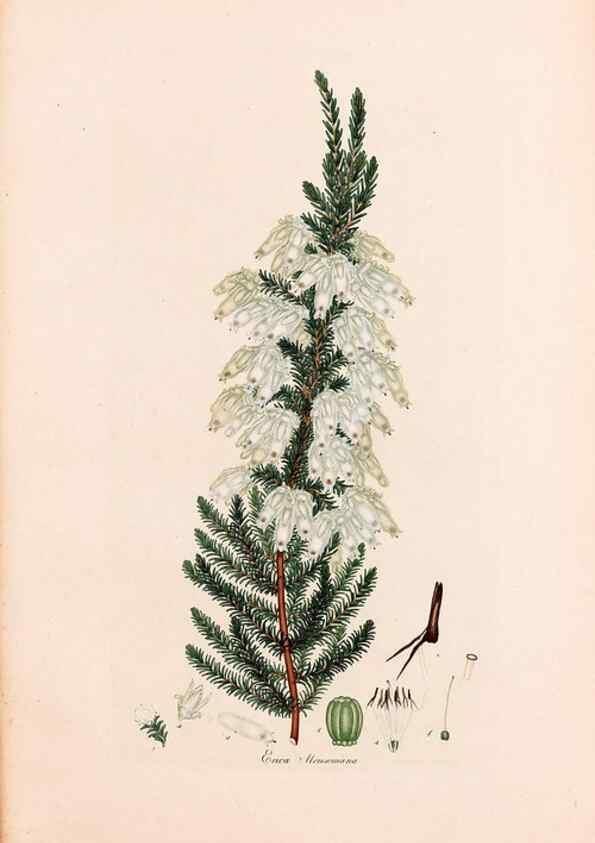 Reproducción/Reproduction 33963443058: Coloured engravings of heaths :. London :Published by the Author. Printed by T. Bensley,1802-09 [1830?]. 