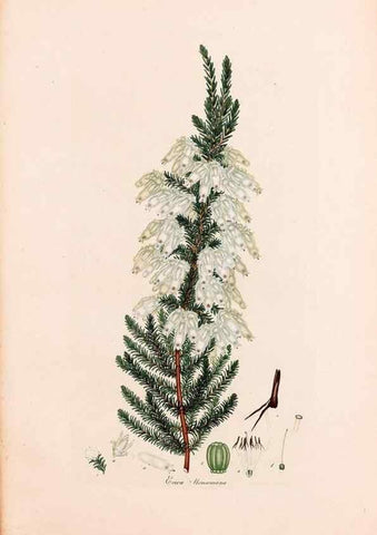 Reproducción/Reproduction 33963443058: Coloured engravings of heaths :. London :Published by the Author. Printed by T. Bensley,1802-09 [1830?]. 