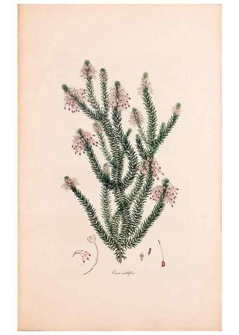 Reproducción/Reproduction 47051224874: Coloured engravings of heaths :. London :Published by the Author. Printed by T. Bensley,1802-09 [1830?]. 