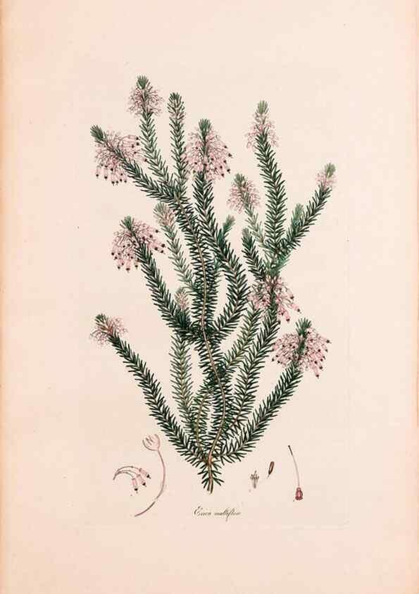 Reproducción/Reproduction 47051224874: Coloured engravings of heaths :. London :Published by the Author. Printed by T. Bensley,1802-09 [1830?]. 