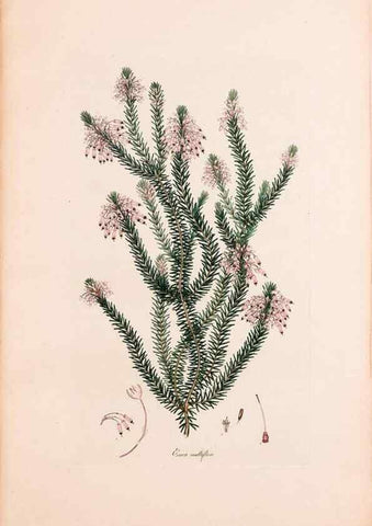 Reproducción/Reproduction 47051224874: Coloured engravings of heaths :. London :Published by the Author. Printed by T. Bensley,1802-09 [1830?]. 