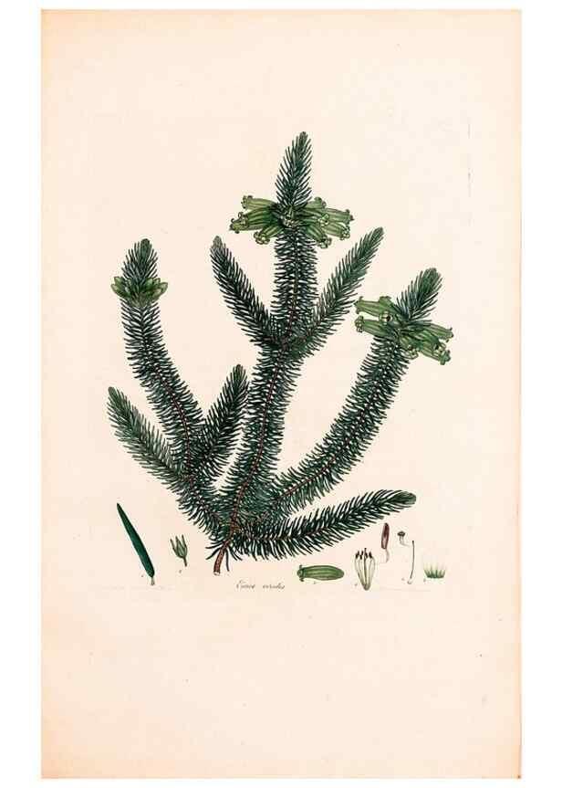 Reproducción/Reproduction 40874061643: Coloured engravings of heaths :. London :Published by the Author. Printed by T. Bensley,1802-09 [1830?]. 