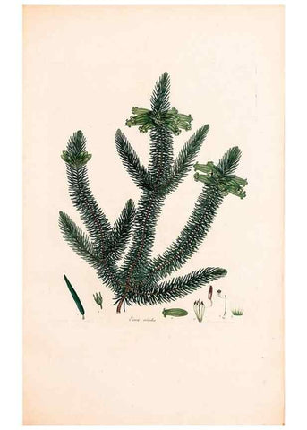 Reproducción/Reproduction 40874061643: Coloured engravings of heaths :. London :Published by the Author. Printed by T. Bensley,1802-09 [1830?]. 