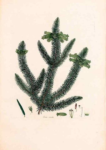 Reproducción/Reproduction 40874061643: Coloured engravings of heaths :. London :Published by the Author. Printed by T. Bensley,1802-09 [1830?]. 