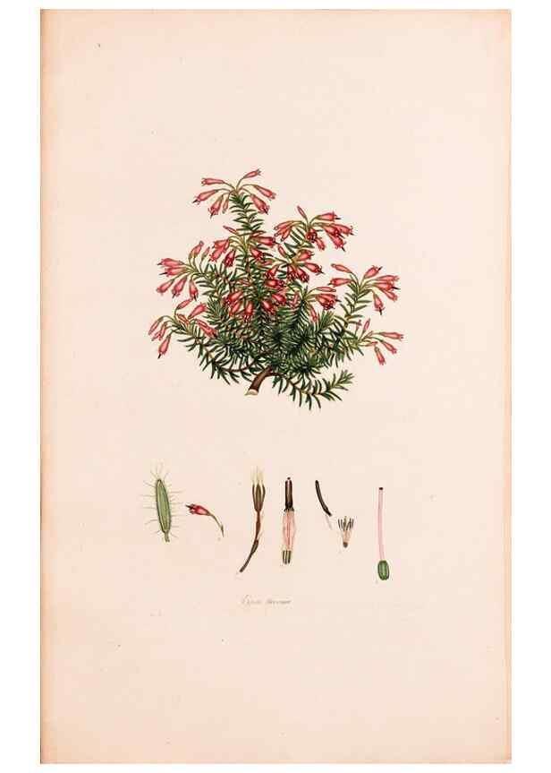 Reproducción/Reproduction 47788645862: Coloured engravings of heaths :. London :Published by the Author. Printed by T. Bensley,1802-09 [1830?]. 