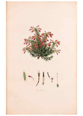 Reproducción/Reproduction 47788645862: Coloured engravings of heaths :. London :Published by the Author. Printed by T. Bensley,1802-09 [1830?]. 