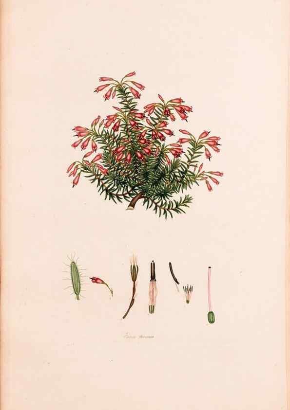 Reproducción/Reproduction 47788645862: Coloured engravings of heaths :. London :Published by the Author. Printed by T. Bensley,1802-09 [1830?]. 