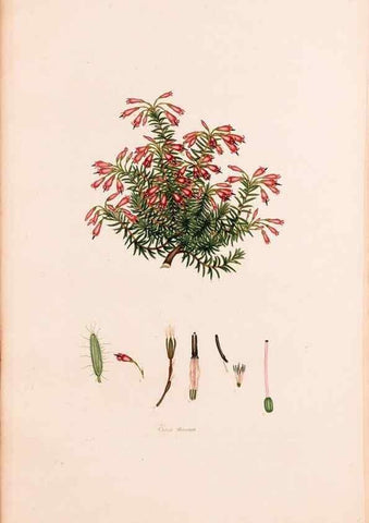 Reproducción/Reproduction 47788645862: Coloured engravings of heaths :. London :Published by the Author. Printed by T. Bensley,1802-09 [1830?]. 