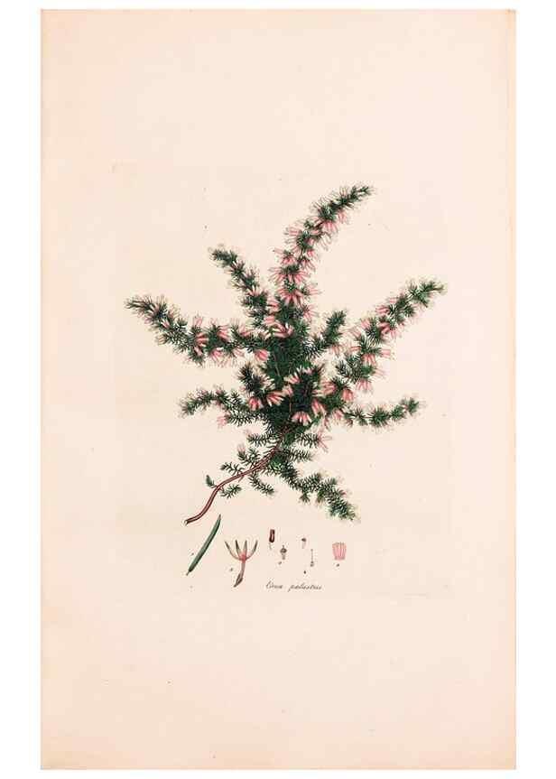 Reproducción/Reproduction 40874055043: Coloured engravings of heaths :. London :Published by the Author. Printed by T. Bensley,1802-09 [1830?]. 
