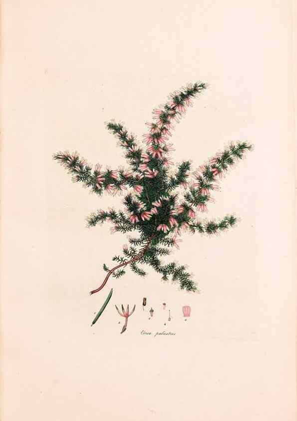 Reproducción/Reproduction 40874055043: Coloured engravings of heaths :. London :Published by the Author. Printed by T. Bensley,1802-09 [1830?]. 