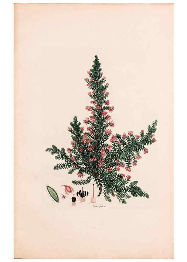 Reproducción/Reproduction 46924465795: Coloured engravings of heaths :. London :Published by the Author. Printed by T. Bensley,1802-09 [1830?]. 