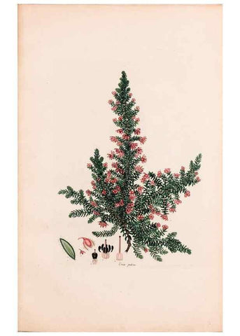 Reproducción/Reproduction 46924465795: Coloured engravings of heaths :. London :Published by the Author. Printed by T. Bensley,1802-09 [1830?]. 