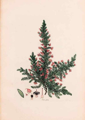 Reproducción/Reproduction 46924465795: Coloured engravings of heaths :. London :Published by the Author. Printed by T. Bensley,1802-09 [1830?]. 