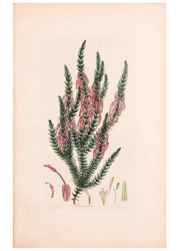 Reproducción/Reproduction 47788648012: Coloured engravings of heaths :. London :Published by the Author. Printed by T. Bensley,1802-09 [1830?]. 