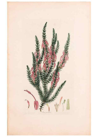 Reproducción/Reproduction 47788648012: Coloured engravings of heaths :. London :Published by the Author. Printed by T. Bensley,1802-09 [1830?]. 