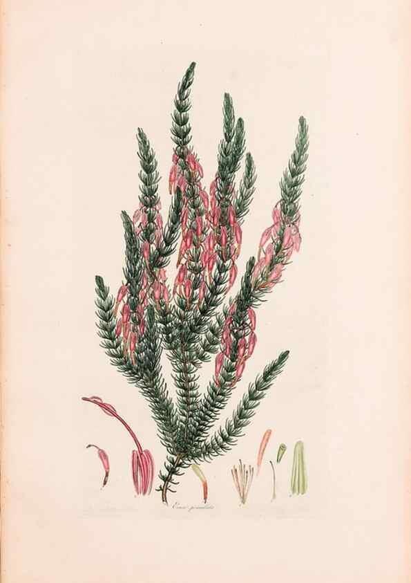 Reproducción/Reproduction 47788648012: Coloured engravings of heaths :. London :Published by the Author. Printed by T. Bensley,1802-09 [1830?]. 
