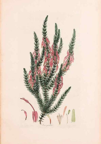 Reproducción/Reproduction 47788648012: Coloured engravings of heaths :. London :Published by the Author. Printed by T. Bensley,1802-09 [1830?]. 