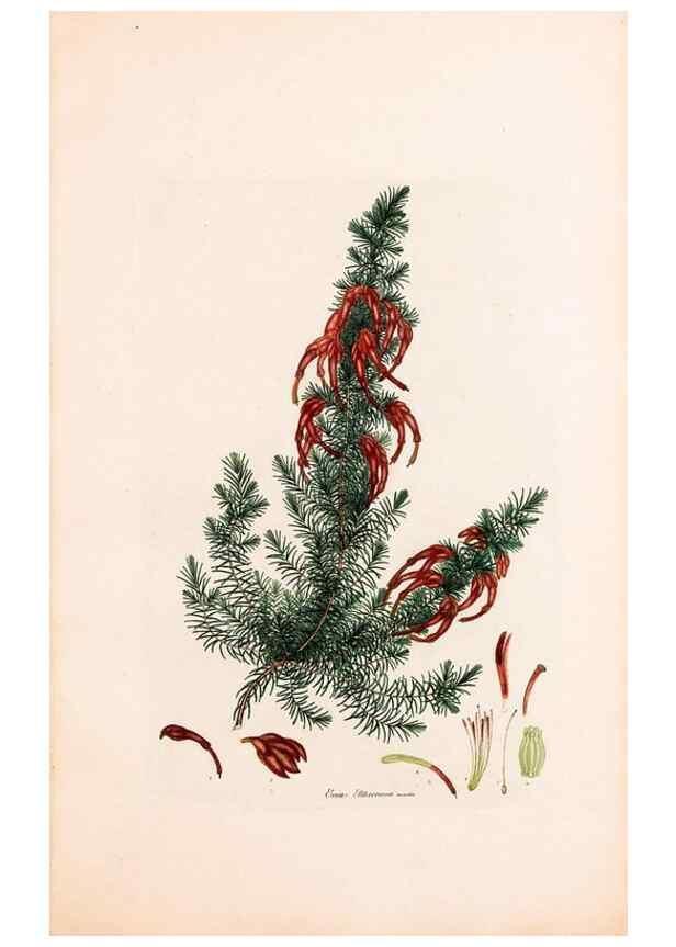 Reproducción/Reproduction 47788648472: Coloured engravings of heaths :. London :Published by the Author. Printed by T. Bensley,1802-09 [1830?]. 