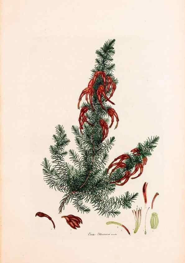 Reproducción/Reproduction 47788648472: Coloured engravings of heaths :. London :Published by the Author. Printed by T. Bensley,1802-09 [1830?]. 