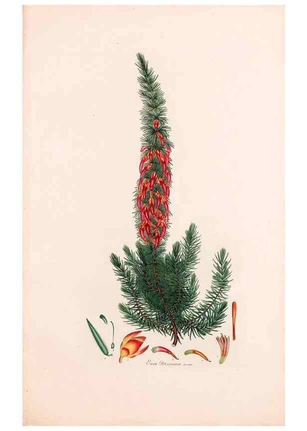 Reproducción/Reproduction 47051227474: Coloured engravings of heaths :. London :Published by the Author. Printed by T. Bensley,1802-09 [1830?]. 