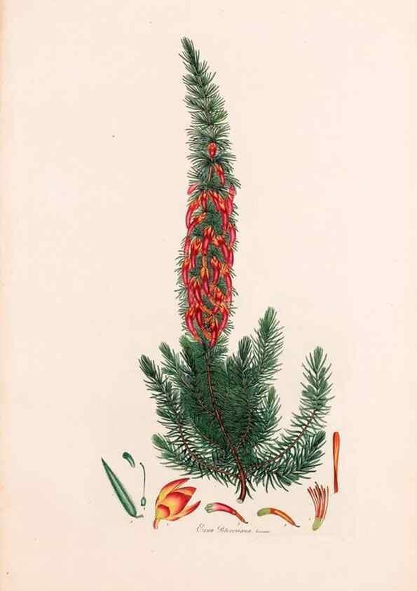 Reproducción/Reproduction 47051227474: Coloured engravings of heaths :. London :Published by the Author. Printed by T. Bensley,1802-09 [1830?]. 