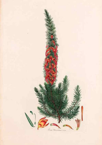 Reproducción/Reproduction 47051227474: Coloured engravings of heaths :. London :Published by the Author. Printed by T. Bensley,1802-09 [1830?]. 