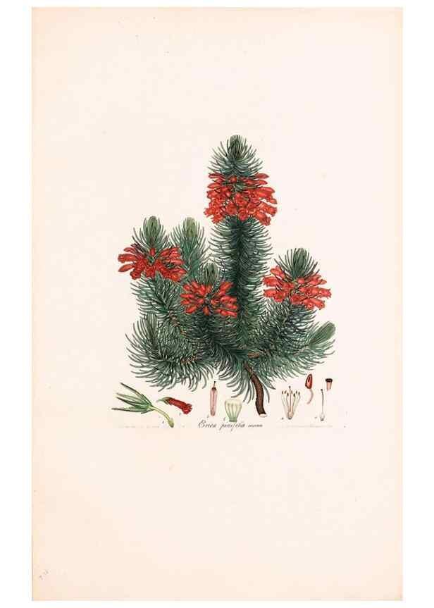 Reproducción/Reproduction 32896842677: Coloured engravings of heaths :. London :Published by the Author. Printed by T. Bensley,1802-09 [1830?]. 