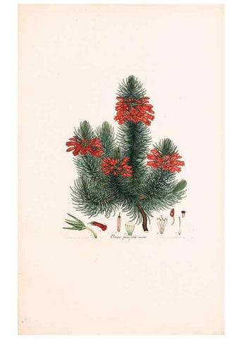Reproducción/Reproduction 32896842677: Coloured engravings of heaths :. London :Published by the Author. Printed by T. Bensley,1802-09 [1830?]. 