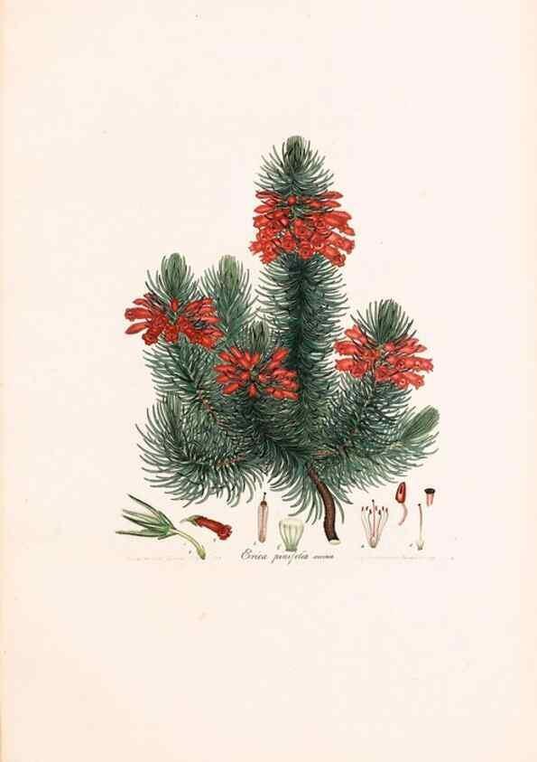 Reproducción/Reproduction 32896842677: Coloured engravings of heaths :. London :Published by the Author. Printed by T. Bensley,1802-09 [1830?]. 