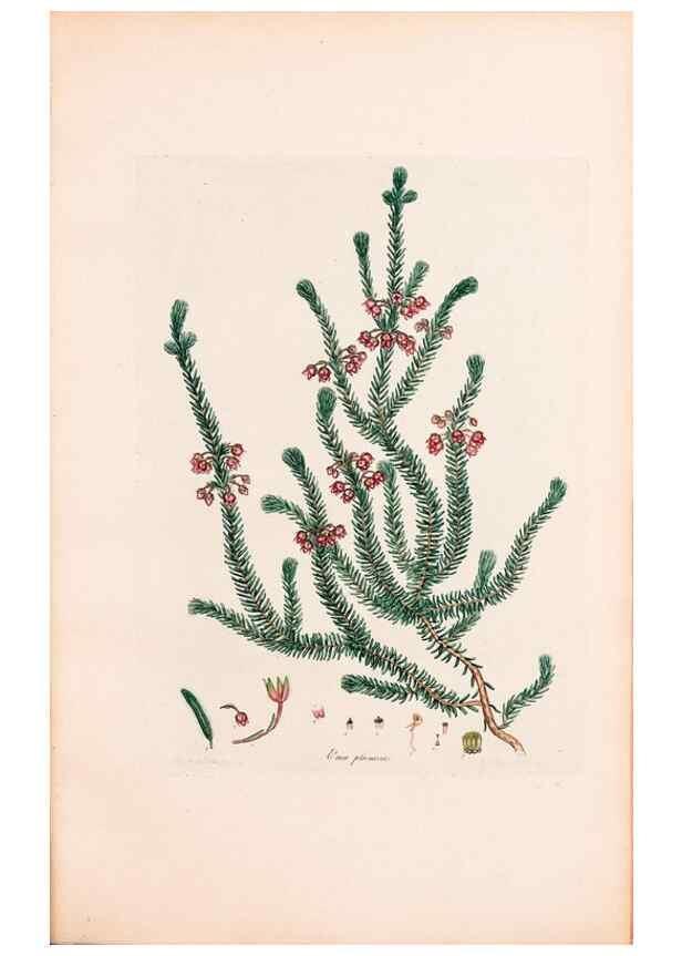 Reproducción/Reproduction 46924467785: Coloured engravings of heaths :. London :Published by the Author. Printed by T. Bensley,1802-09 [1830?]. 