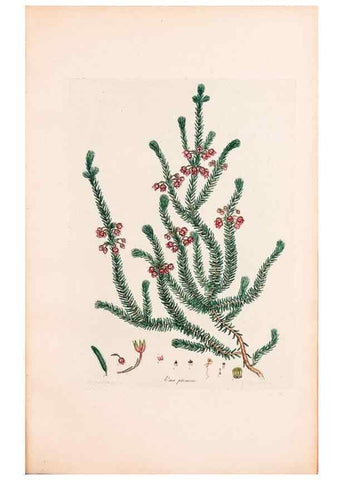 Reproducción/Reproduction 46924467785: Coloured engravings of heaths :. London :Published by the Author. Printed by T. Bensley,1802-09 [1830?]. 