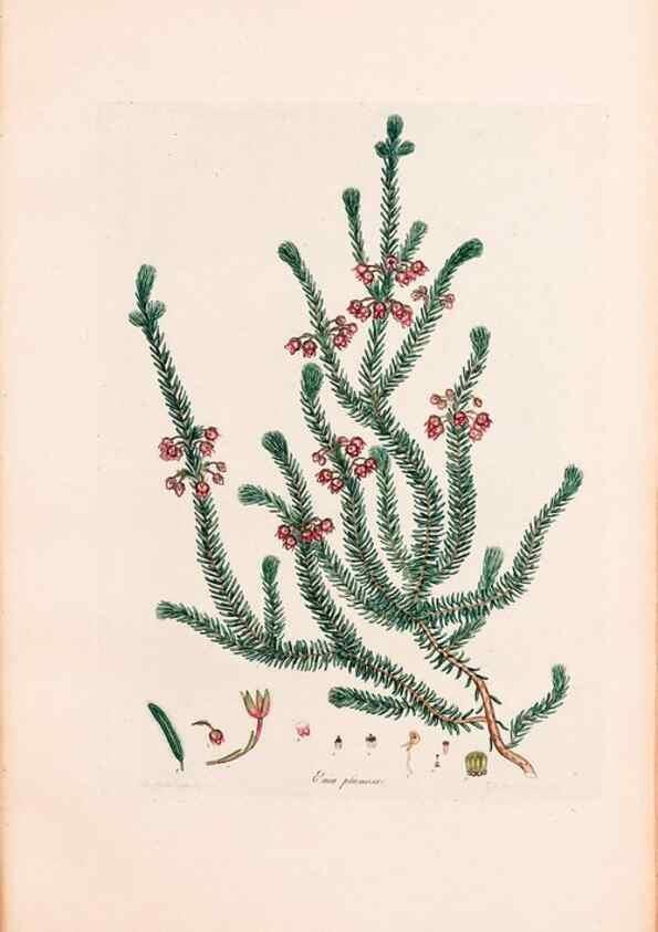 Reproducción/Reproduction 46924467785: Coloured engravings of heaths :. London :Published by the Author. Printed by T. Bensley,1802-09 [1830?]. 