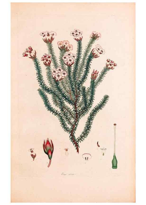 Reproducción/Reproduction 33963445008: Coloured engravings of heaths :. London :Published by the Author. Printed by T. Bensley,1802-09 [1830?]. 