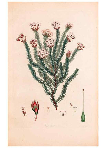 Reproducción/Reproduction 33963445008: Coloured engravings of heaths :. London :Published by the Author. Printed by T. Bensley,1802-09 [1830?]. 