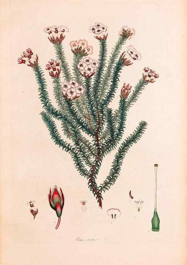 Reproducción/Reproduction 33963445008: Coloured engravings of heaths :. London :Published by the Author. Printed by T. Bensley,1802-09 [1830?]. 